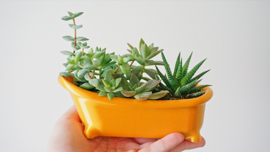 Bathtub Planter