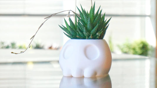 Skull Planter & Pen Holder