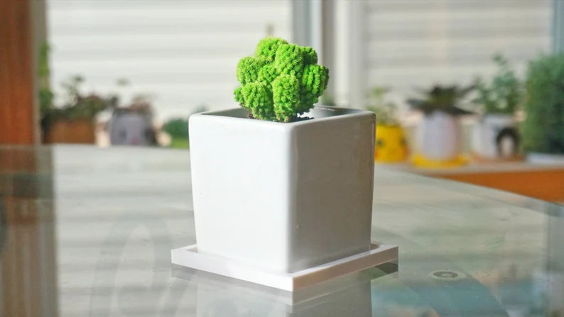 Square Show Style Drainage Tray